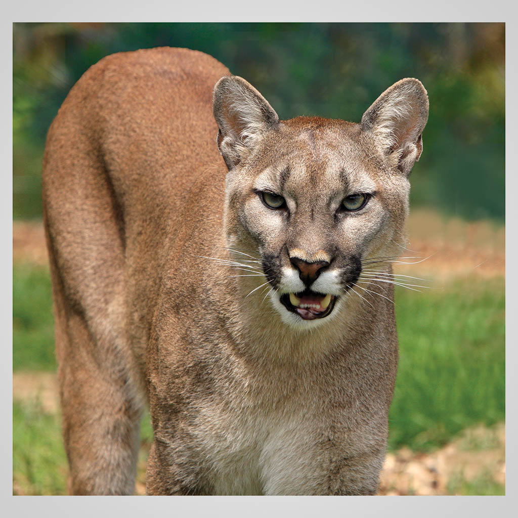 Cougar Close Up JPM Design