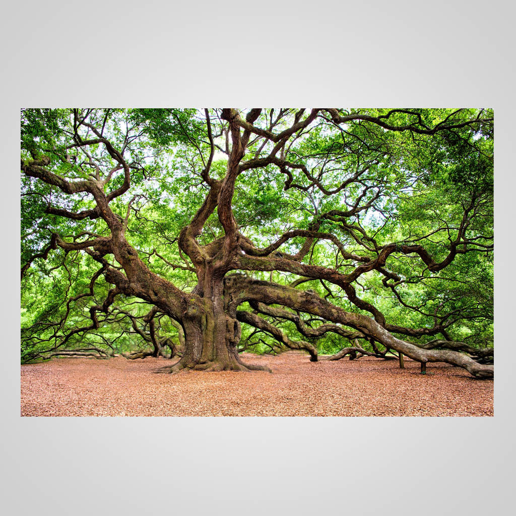 Angel Oak Tree JPM Design JMS00217