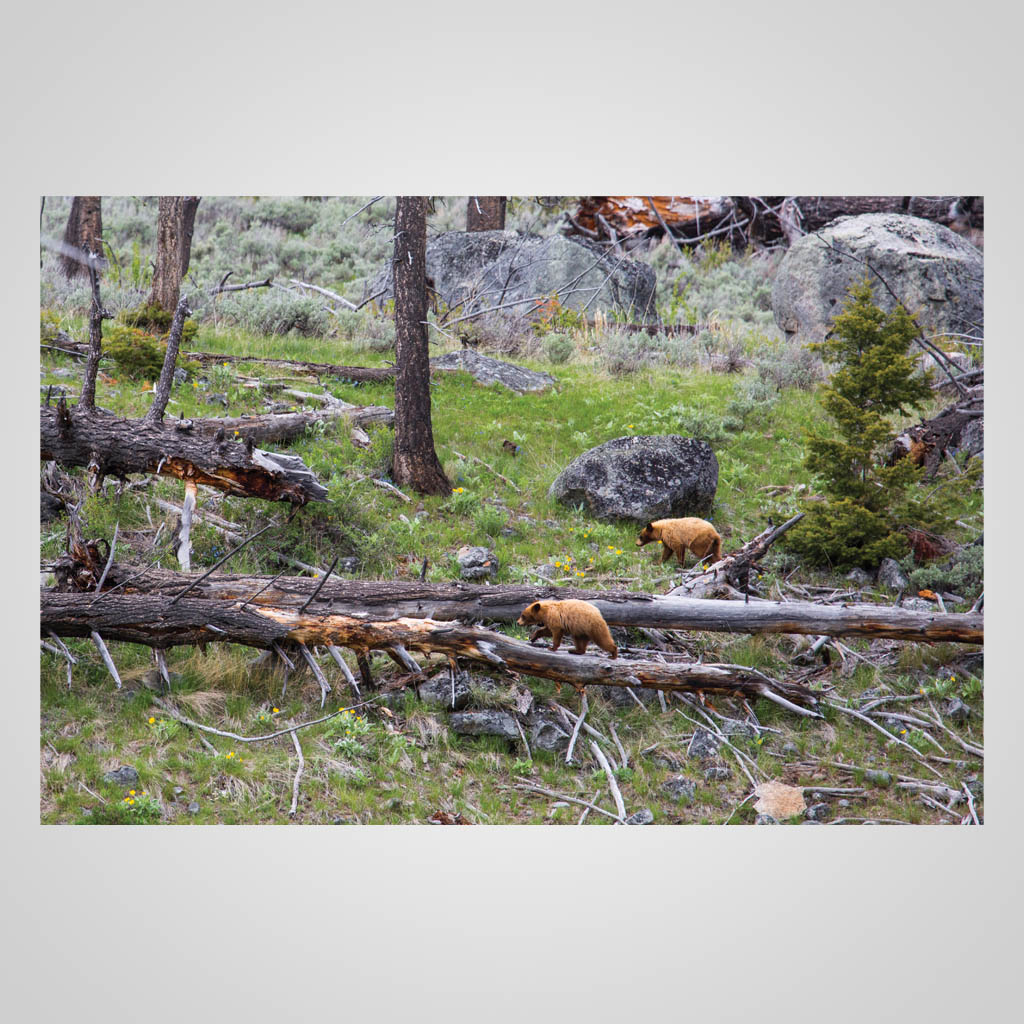 Two Bears Tree Logs JPM Design JMS00253