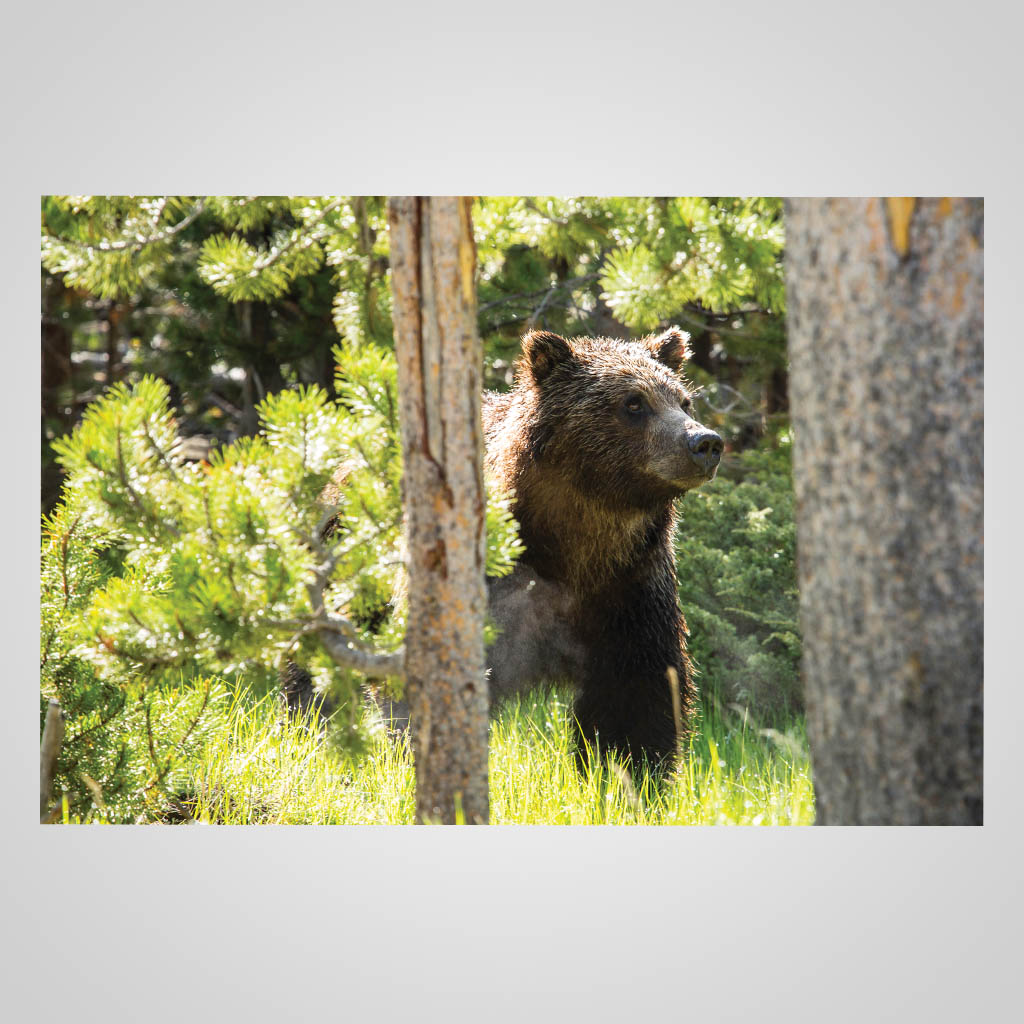 Bear In Green Forest JPM Design JMS00264