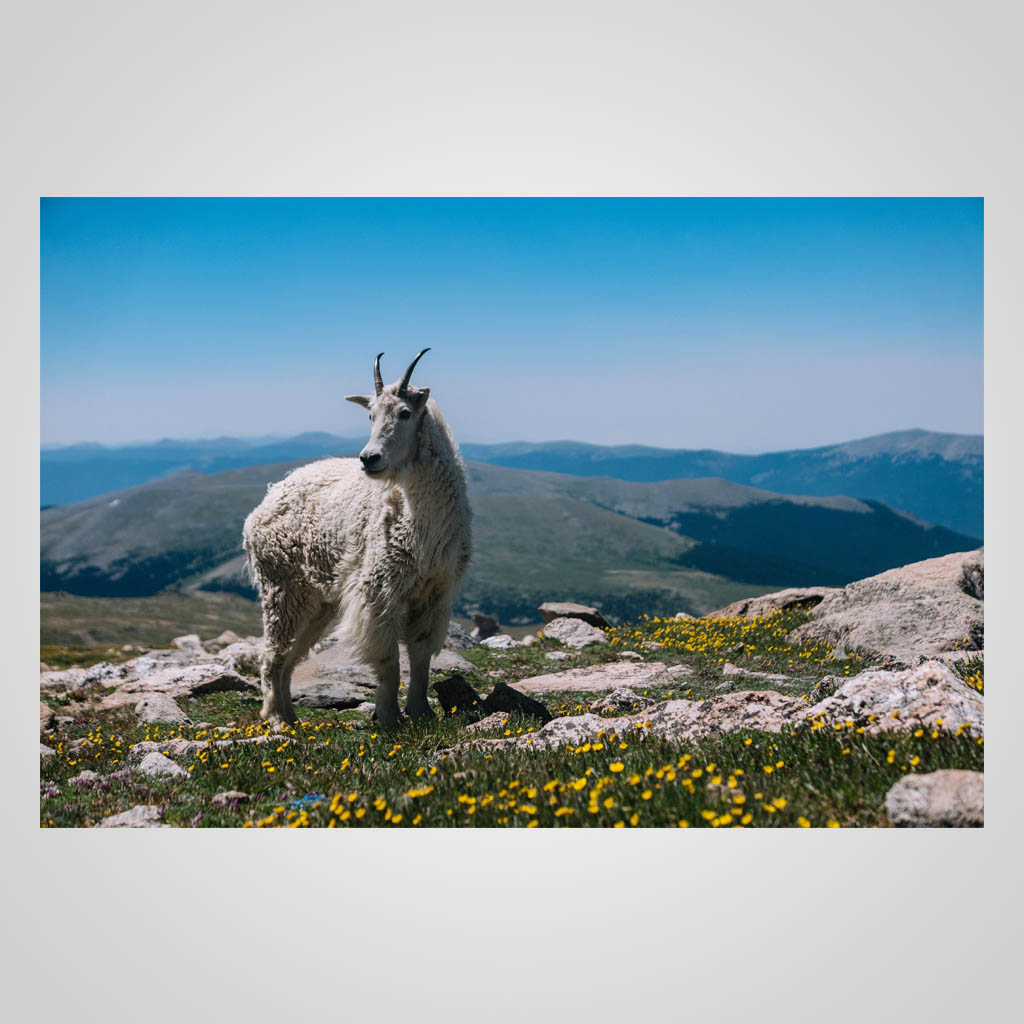 Mountain Goat Photo JMS Design JMS00368