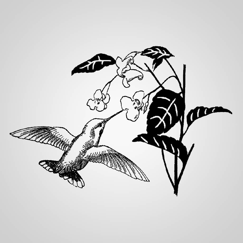 Hummingbird JPS Design