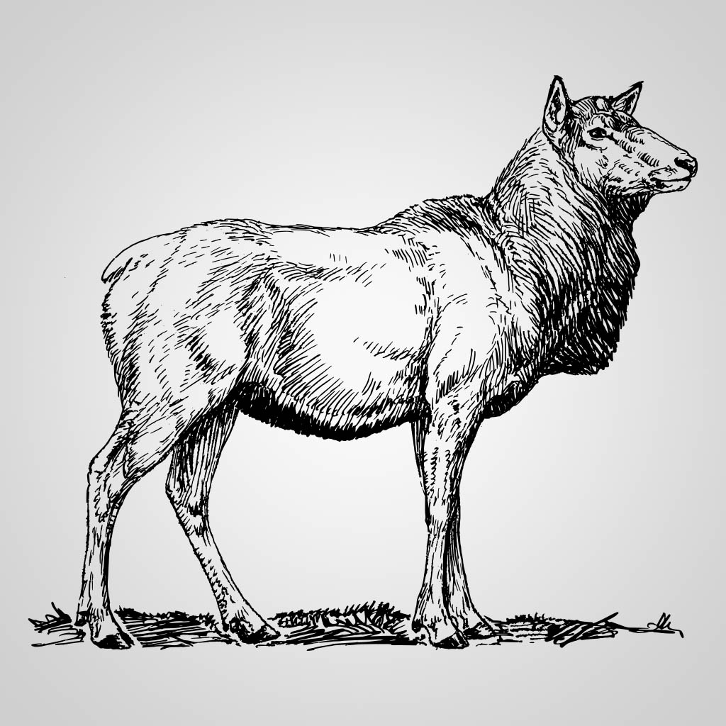 Female Elk JPS design JPS00222