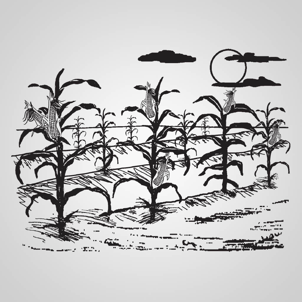 Tall Corn Name-Drop JPS Design JPS00232