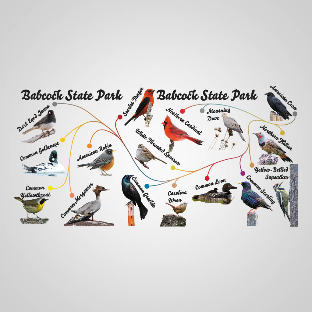 Birds Babcock UMC Design UMC01137