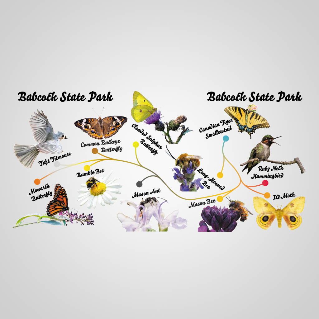 Pollinators Babcock UMC Design