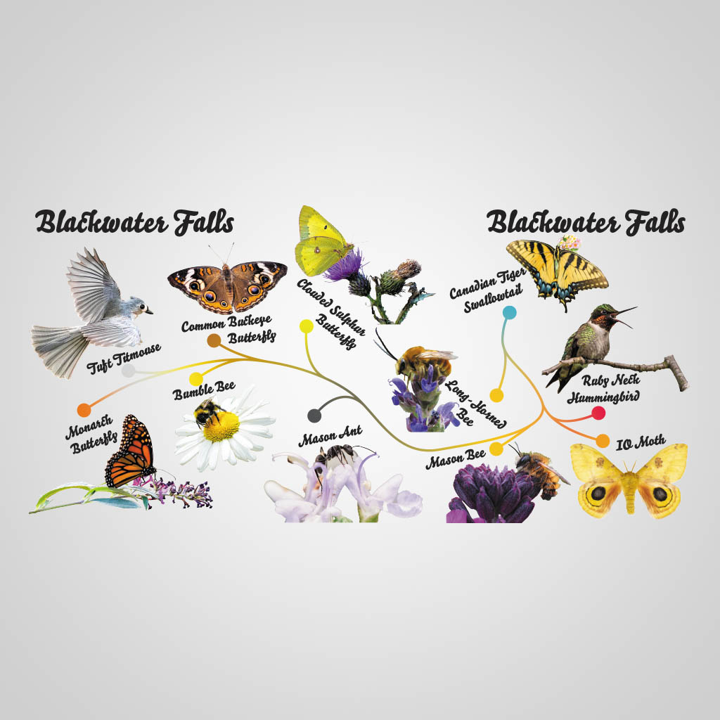 Pollinators Blackwater Falls UMC Design