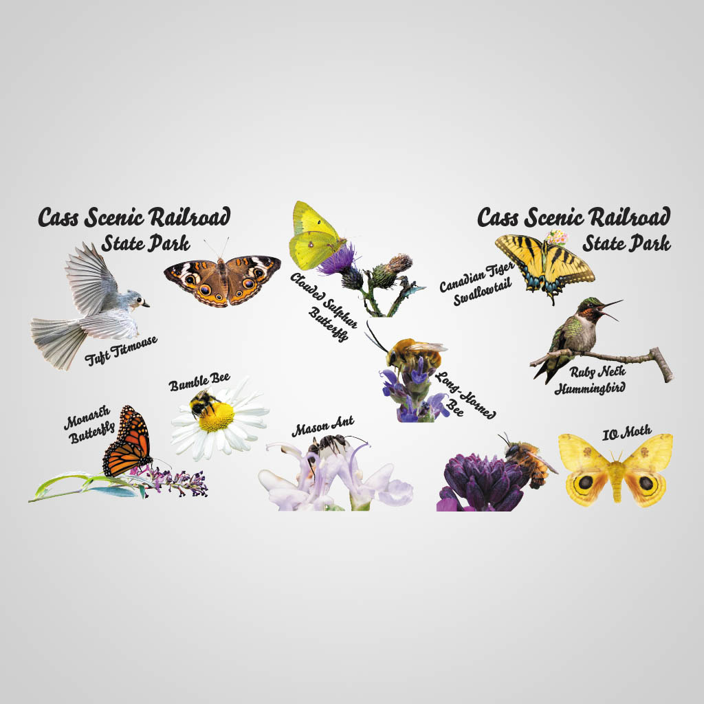 Pollinators Cass UMC Design